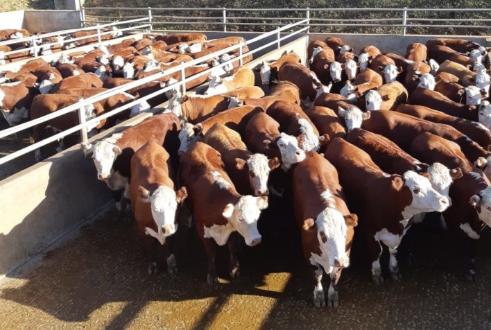 XII Concurso de Carcaça Hereford e Braford abre inscrições no Frigorífico Silva