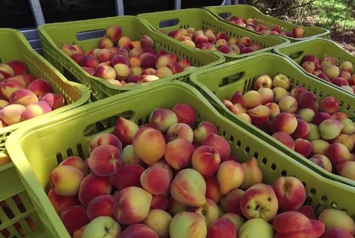Colheita de pêssegos avança no Rio Grande do Sul com variedades em diferentes estágios