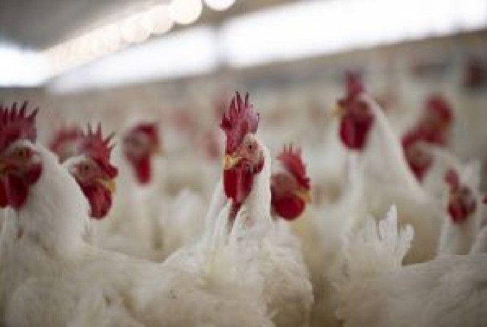 Metapneumovírus aviário: Zoetis alerta para ameaça silenciosa à produtividade das aves