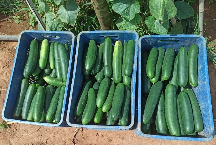 Pepinos híbridos de alta produtividade elevam padrão das lavouras brasileiras