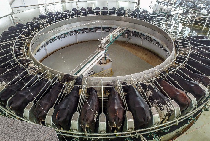 3º Congresso Internacional de Girolando discute desafios e oportunidades do mercado global de leite