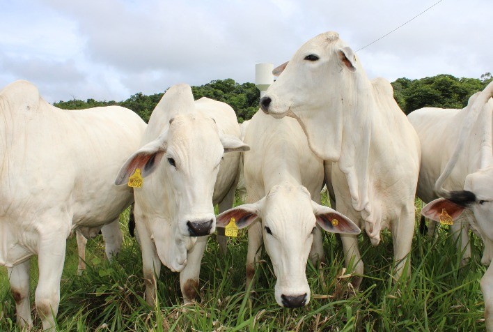 Rastreabilidade bovina: tecnologia e planejamento são essenciais para atender PNIB até 2032