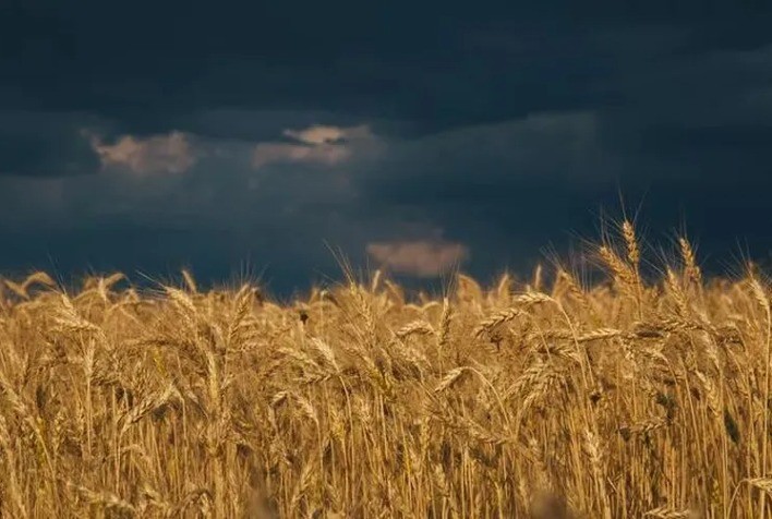 Clima favorece colheita e qualidade do trigo no Sul, mas preços seguem em queda com safra cheia