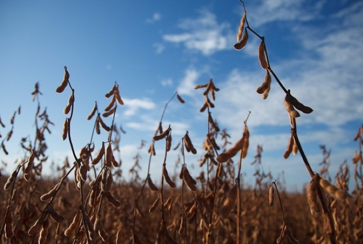 Soja vive semana de contrastes: queda nas cotações internas, cautela no plantio e disputa comercial entre Brasil e EUA