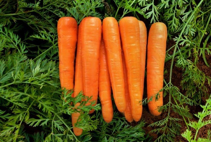 Chuvas podem impactar produtividade da safra de inverno de cenoura em São Gotardo (MG)