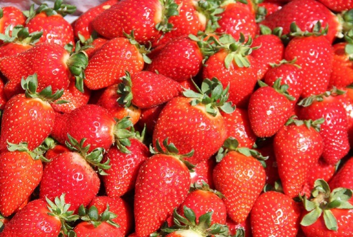 Cultivar Fênix dobra a produção de mudas de morango em dois anos e consolida presença em várias regiões do Brasil