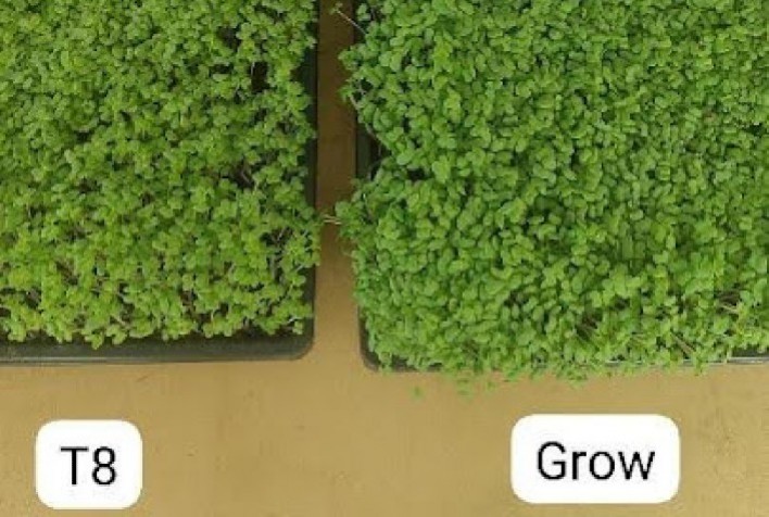 Iluminação LED aumenta produtividade agrícola em até 67% e reduz custos de energia no campo