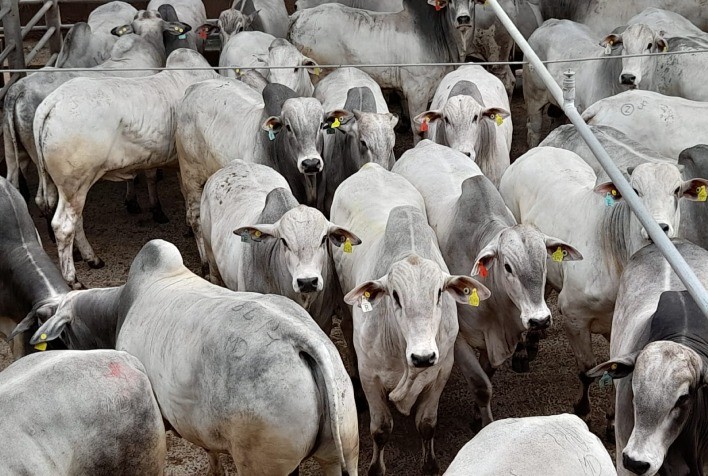 Andradina (SP) recebe etapa do Circuito Nelore de Qualidade com avaliação de mais de 1,6 mil animais