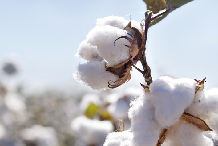 Demanda por óleo de algodão impulsiona alta de 5,9% no preço do caroço em Mato Grosso