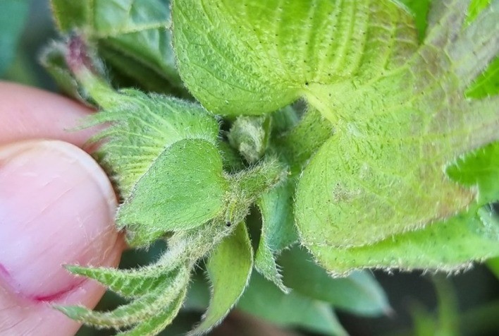 Erros na identificação de lagartas ameaçam safra de soja em Mato Grosso