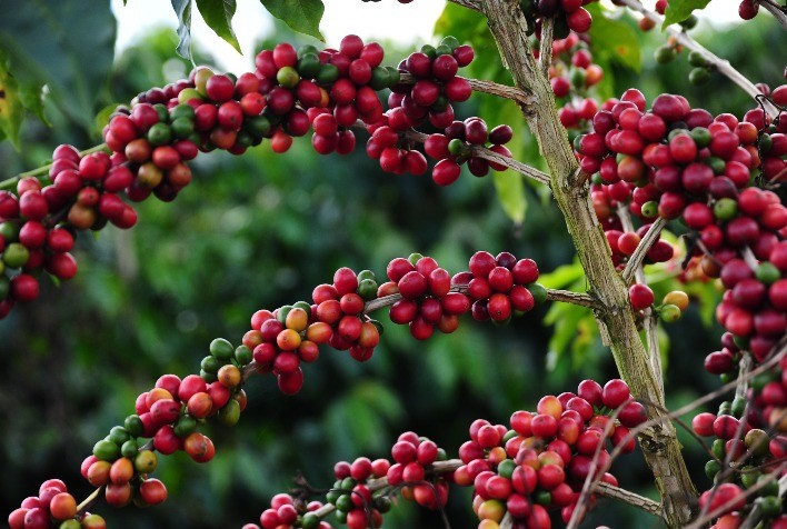 Circuito Mineiro de Cafeicultura 2025 anuncia programação de novembro com atividades gratuitas para produtores