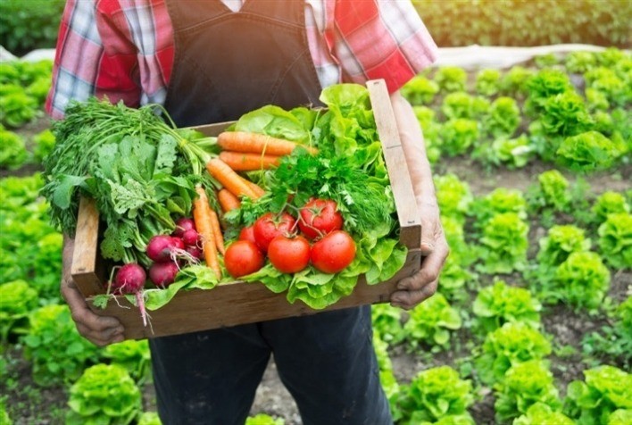 Governo publica decreto que moderniza fiscalização de produtos vegetais e amplia rastreabilidade