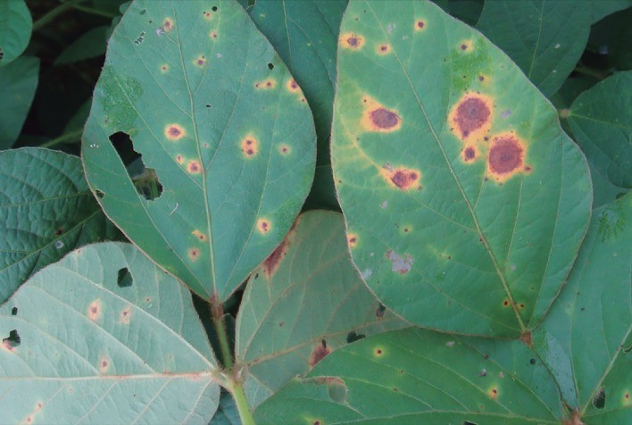 Mancha-alvo da soja avança no Cerrado: saiba identificar sintomas e adotar estratégias de controle eficazes