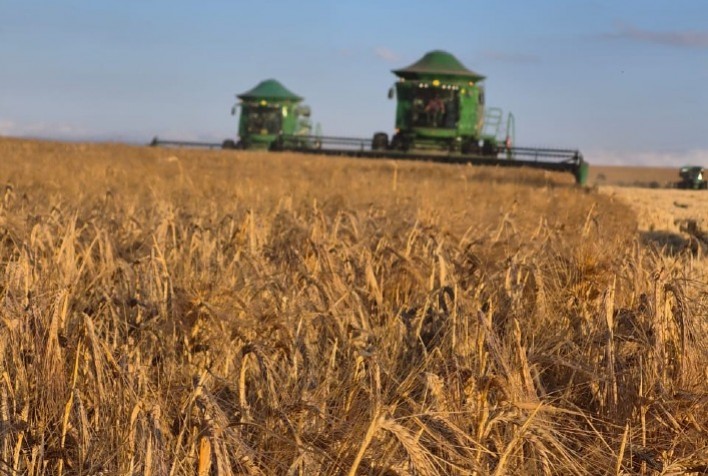 Capal supera expectativas e colhe 58,7 mil toneladas de cevada com qualidade superior no Paraná