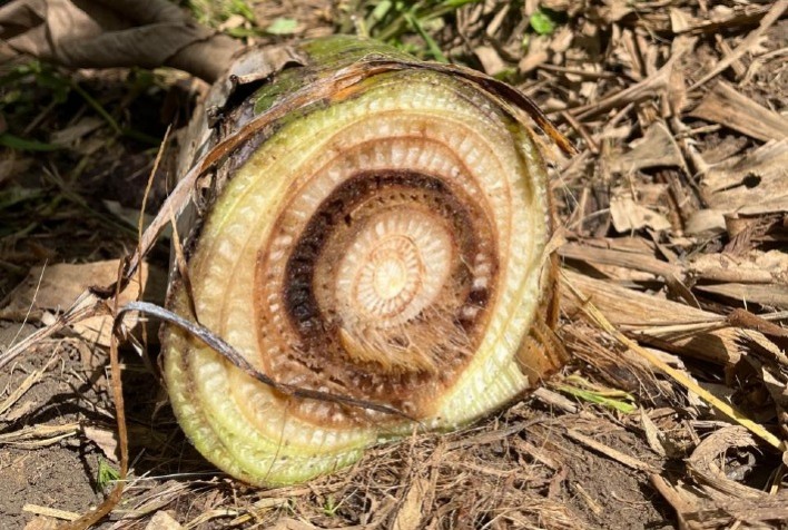 Agrodefesa promove evento em Anápolis para capacitar produtores sobre pragas na bananicultura