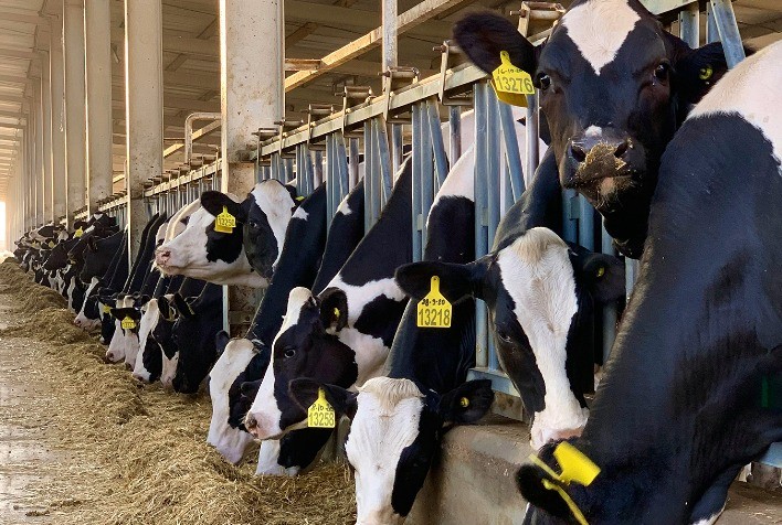 Moscas domésticas prejudicam produção e qualidade do leite, alertam especialistas