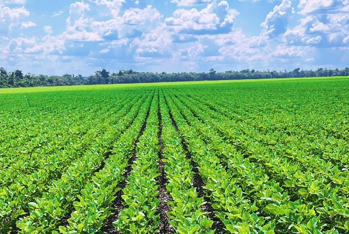 Produtores de Mato Grosso conquistam reconhecimento internacional com soja certificada