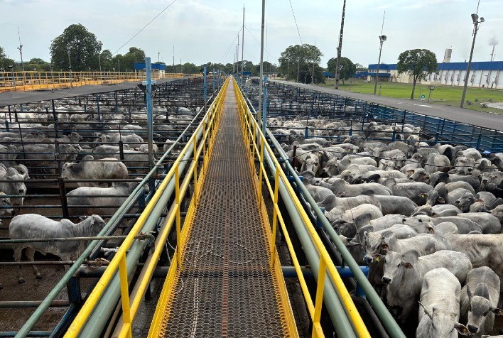 Circuito Nelore de Qualidade em Diamantino (MT) bate recorde com avaliação de 5.908 bovinos