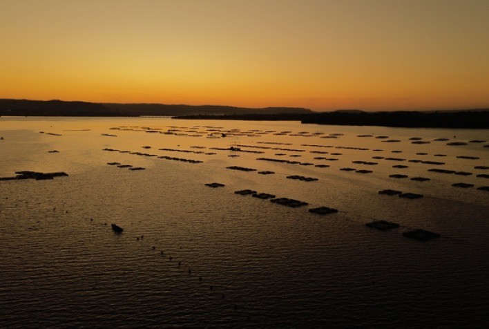 Tilápia lidera consumo de pescado no Brasil e reflete mudança nos hábitos alimentares