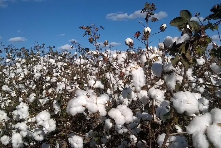 Proalminas impulsiona a cadeia do algodão e reforça crescimento da cotonicultura em Minas Gerais
