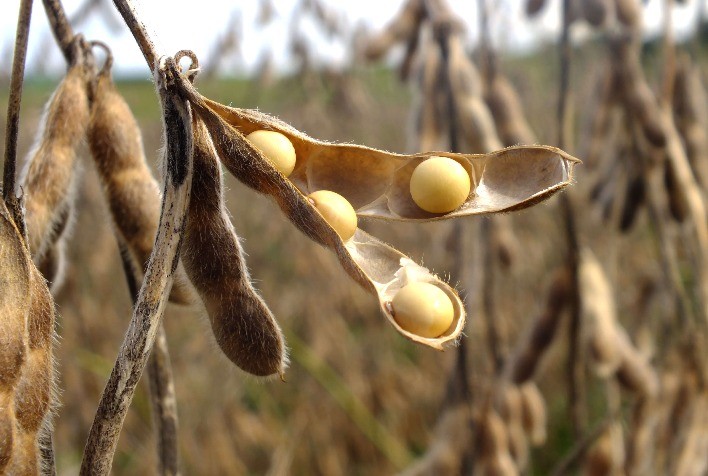 Sem grandes compras da China, soja recua em Chicago e mercado busca correção