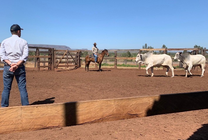 CFM realiza último leilão de touros Nelore de 2025 no dia 10 de novembro