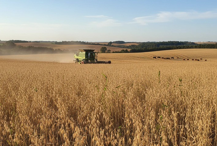 Clima instável afeta lavouras de aveia-branca no Rio Grande do Sul, aponta Emater/RS-Ascar