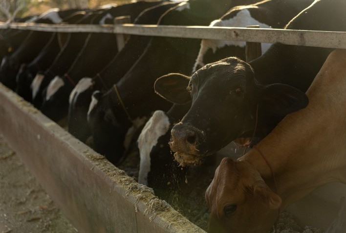 Mato Grosso une tecnologia e tradição para impulsionar produção de leite e valorizar o setor