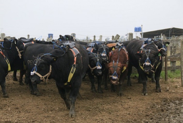 Embrapa Pecuária Sudeste apresenta tecnologias sustentáveis na COP30 para enfrentar mudanças climáticas