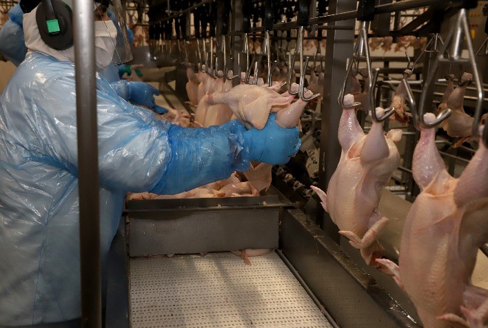 Paraná retoma exportações de carne de frango para a China e reforça liderança no setor