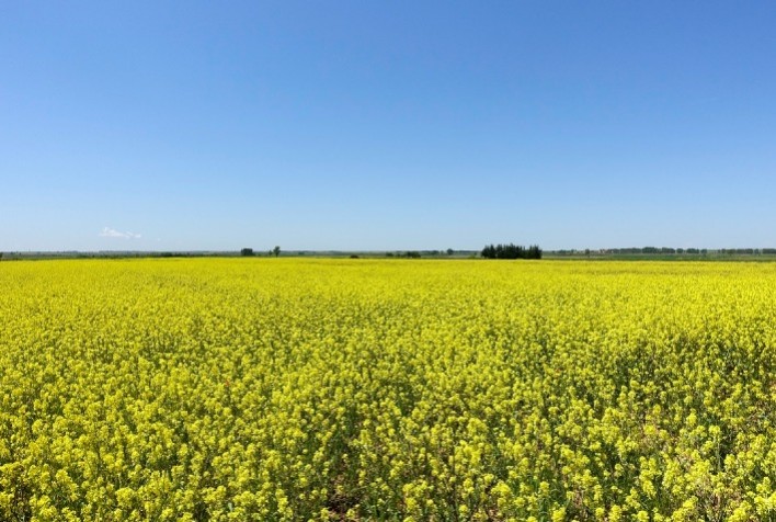 Canola entra na reta final da colheita no Rio Grande do Sul com produtividade acima de 2 mil kg/ha em áreas bem manejadas