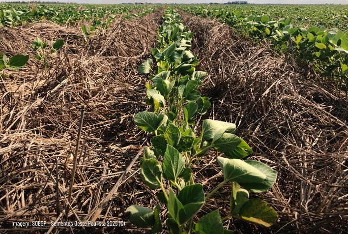 Forrageiras fortalecem fertilidade do solo e aumentam produtividade na safra agrícola