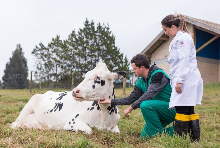 Bezerros mestiços apresentam melhor saúde e crescimento, revela estudo da PUCPR