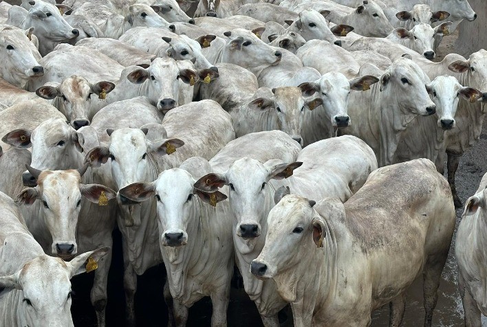 Pecuária de Mato Grosso aposta em rastreabilidade e sustentabilidade com projeto “Carne do Futuro”