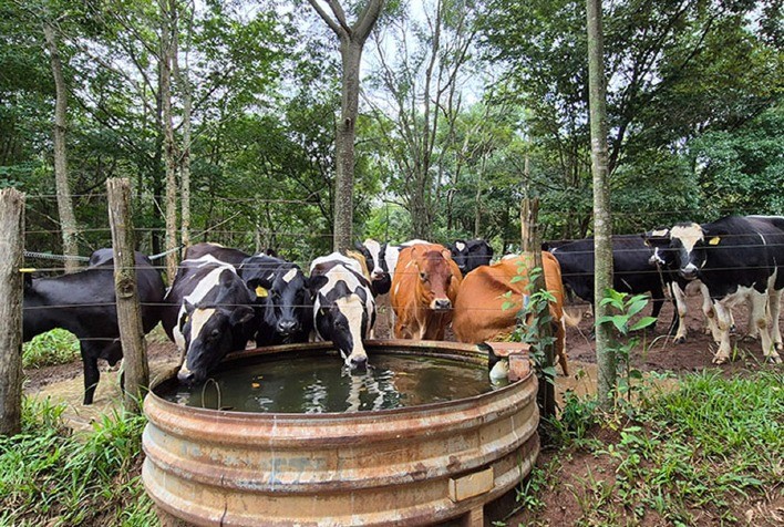Aquecimento global e manejo sustentável reduzem pegada hídrica na produção de leite, aponta estudo