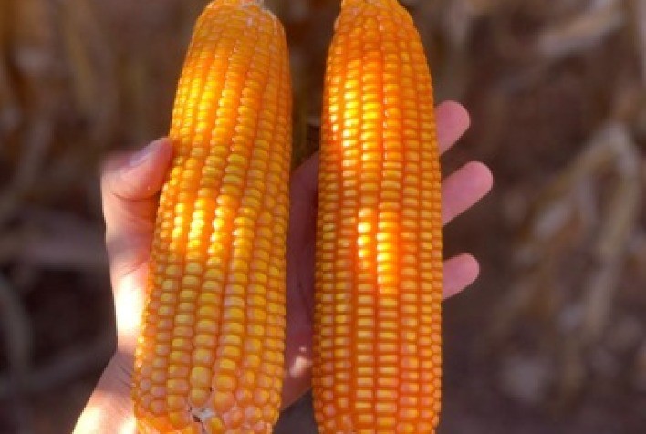 Superbac lança linha Supershield® para controle biológico de nematoides nas lavouras brasileiras