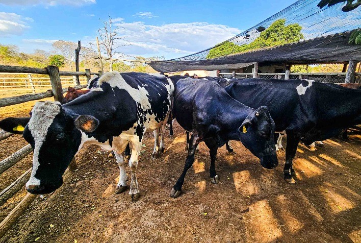 Emater-MG reforça importância da vacinação e do controle de parasitas para saúde do rebanho bovino