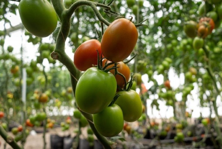 Cientistas espanhóis desenvolvem tomate resistente ao frio sem perda de produtividade