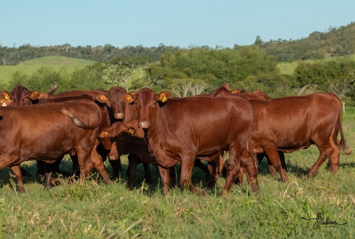 Raça Santa Gertrudis consolida presença no Centro-Oeste com novo projeto em Mato Grosso