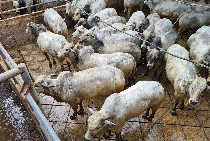 Circuito Nelore de Qualidade avalia mais de 600 animais durante etapa internacional na Bolívia