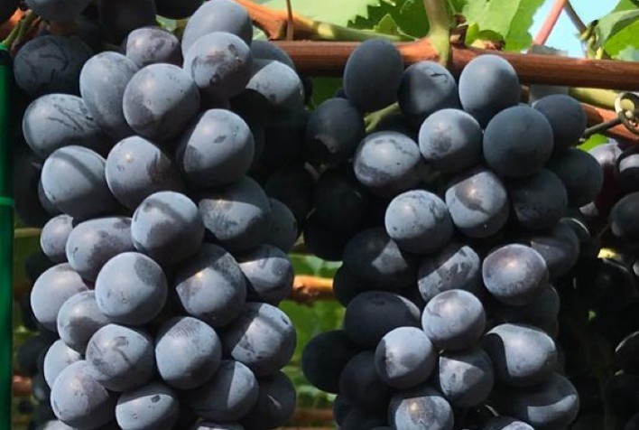 Alga marinha aumenta produtividade e resistência das videiras e reduz uso de insumos químicos