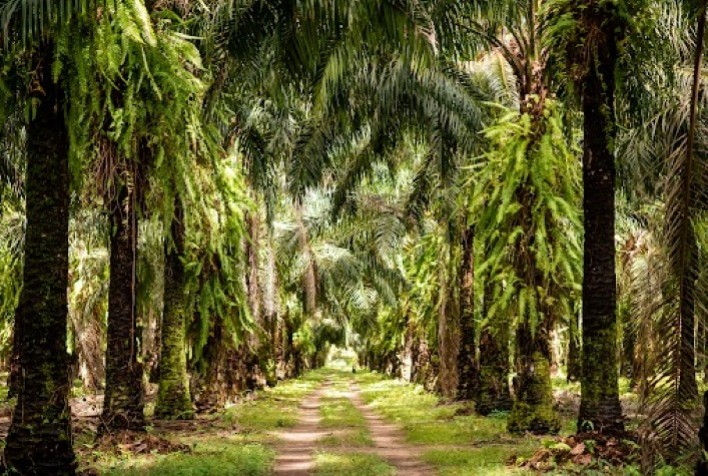 Palma de óleo impulsiona protagonismo do Brasil na agenda verde da COP30