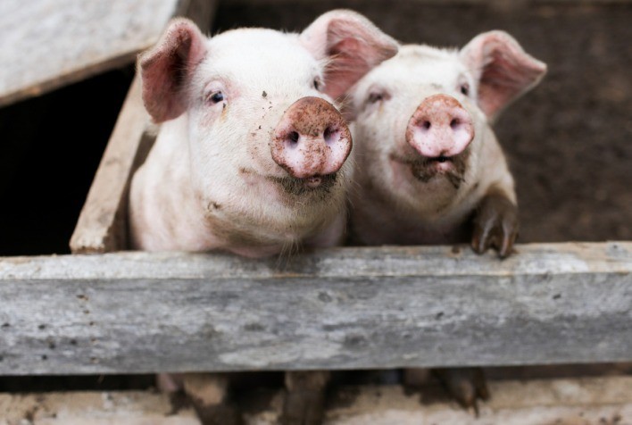 Bem-estar animal avança na suinocultura, mas uso de antibióticos ainda preocupa especialistas