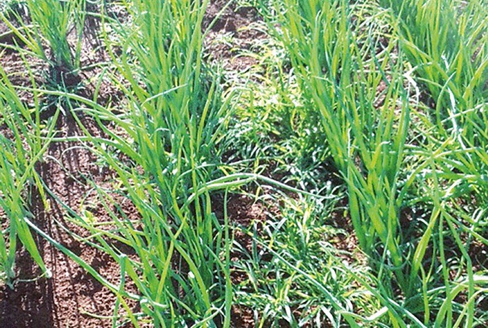 Plantas daninhas reduzem produtividade e aumentam custos no campo: manejo correto é essencial para o controle eficaz