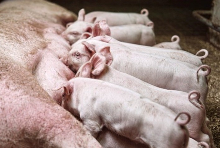 Topigs Norsvin reforça equipe de Negócios e Marketing para fortalecer atendimento regional na suinocultura