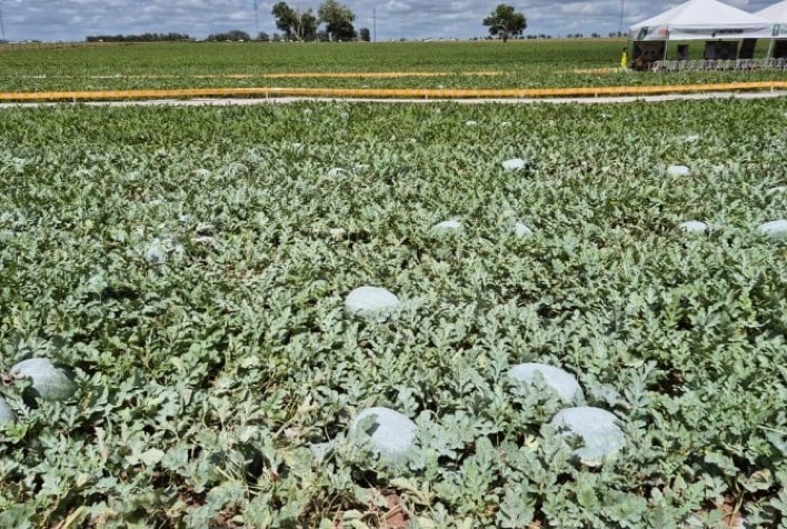Produtor baiano moderniza cultivo de melancia com viveiro e packing próprios e impulsiona produtividade em Teixeira de Freitas