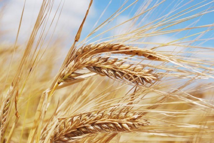 Trigo enfrenta pressão no Sul, enquanto cevada garante boa rentabilidade aos produtores