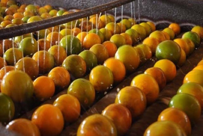 Exportações Lentas de Suco de Laranja Freiam Compras da Indústria e Preocupam Produtores, Aponta Cepea