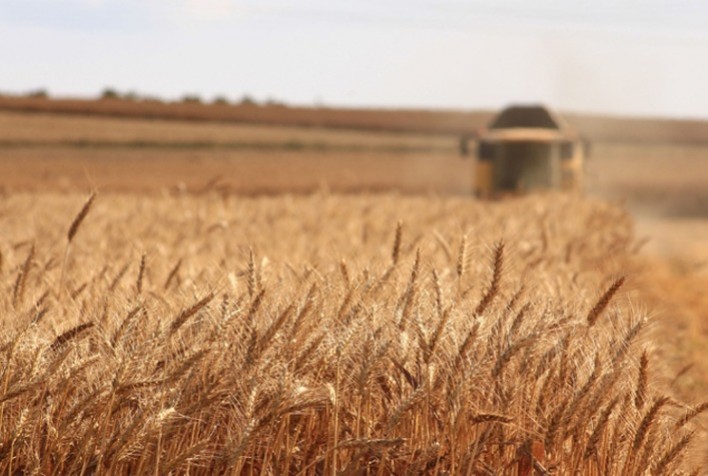 Mercado brasileiro de trigo mantém cautela enquanto avanço da colheita pressiona preços