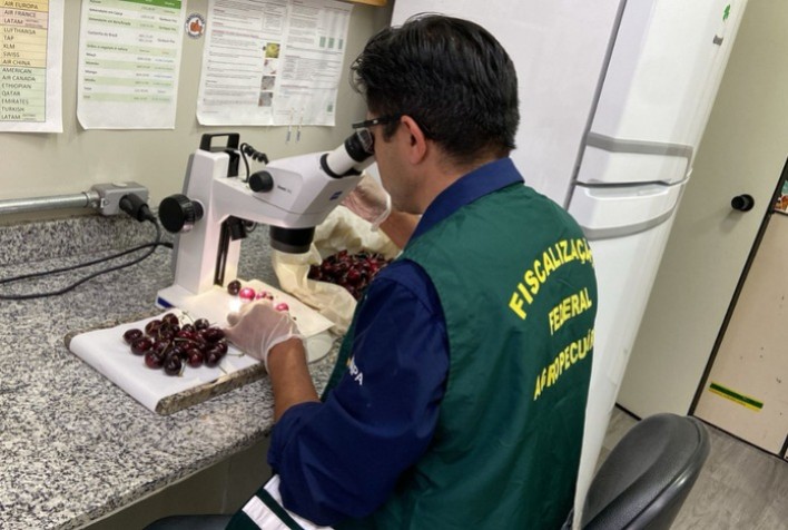Vigiagro intercepta ácaro quarentenário em carga de cerejas chilenas em Guarulhos